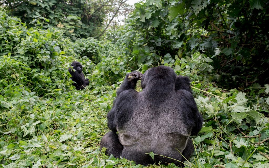 gorilla tour